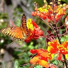 Image result for Caesalpinia rubra
