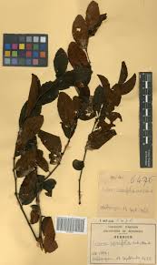 Image result for Cissus cornifolia