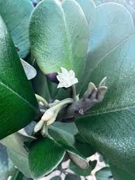 Image result for Manilkara obovata