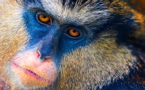 Aug 22, 2018 · it is a unique and very rare monkey but pretty good and can make the best company ever. What S The Difference Between Apes And Monkeys Wonderopolis