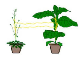 Image result for Cuscuta australis