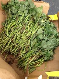 Maybe you would like to learn more about one of these? Mapaq La Culture De La Patate Douce
