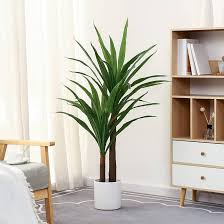 Image result for dracaena