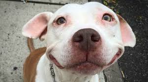 Start your adoption journey online or at a petsmart near you and give a pet in need the loving home they deserve. Adopt Don T Shop Where To Adopt A Pitbull Puppy In The U S