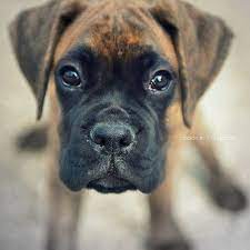15 Boxer Close Up Ideas Boxer Boxer Dogs Boxer Puppy