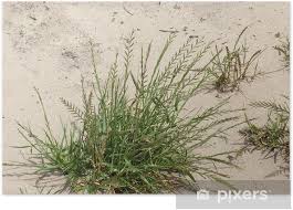 Find content updated daily for tuff turf grass Tuft Of Grass Poster Pixers We Live To Change