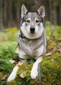 Swedish Elkhound | Dog Breed Facts and Information - Wag ...