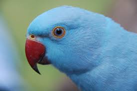 Oscar can talk really well and has learned to associate certain words with their. My Beautiful Indian Ringneck Rico 6 Month Old Mijn Mooie Halsband Parkiet Rico 6 Maanden Oud Pet Birds Cute Parrot Beautiful Birds