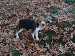 Erie county, buffalo, ny id: Walker Coonhound Puppies For Sale In Grass Lake Michigan Classified Americanlisted Com