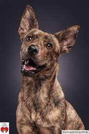 Dog Portrait Cute Mix Dog Portraits Dog Portrait Photography Dog Photograph