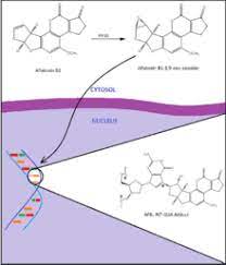 Aflatoxins are mycotoxins that are secondary fungal metabolites produced by species such as aspergillus flavus and a. Aflatoxin B1 Wikipedia
