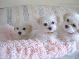 With their breeder, waiting for you! Indiana Havanese Puppies