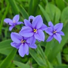 Image result for Aristea ecklonii
