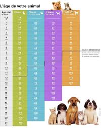 Quel Est L Age Reel De Nos Chiens Et De Nos Chats Age Chien Chien Age Chat