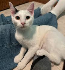 UPDATE: Taken to the Capital Humane Society Sunday, November 24. Young cats  (12 weeks?) found at entrance of Mahoney Park (70th and Fremont). When  found, they were crouched and terrified. I can