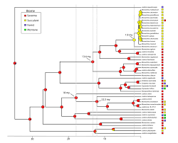 Image result for Justicia anagalloides