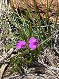 Image result for Polygala claessensii