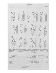 Image result for Annickia lebrunii