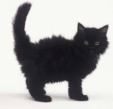 British Longhair Black Cat Appreciation Day Kittens Cats