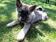 Image result for norský losí pes šedý