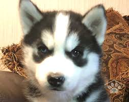 Baby Siberian Husky Black And White My Name Is Togo I M A Black And White Siberian Husky Male Some Say I M Quick To Learn Although I Like Being Held Siberian Husky Puppies Puppy Finder Puppies