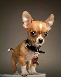 Pin By Martha Obregon On Irresistible Animals Cute Dogs Cute Animals Chihuahua Puppies