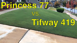 Tifway ii is reported to exhibit better. Lawn Care Update Princess 77 Bermuda Grass Vs Tifway 419 Youtube