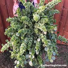 Pin On Cut Flower Garden