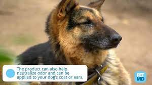 Witch Hazel For Dogs Is It Safe Petmd