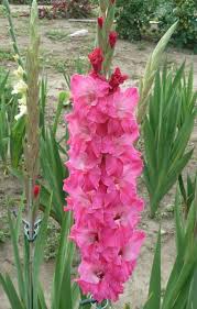 Ballerina Gladiolus Gladiolus Flower Beautiful Flowers