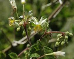 Image result for Sparrmannia ricinocarpa