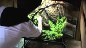 Hello everyone!in today's video i take you through the steps of setting up an enclosure for whites tree frogs. White S Tree Frog Habitat Setup Youtube