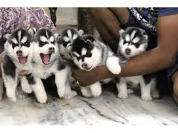 Adopt dogs online, dogs for adoption, post free ads, check latest pets for adoption, sale and breeding, search your pet by age, gender, species and lodogion on petsfactory.pk Puppies For Sale In Pakistan Petfinder