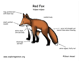 2.draw the outline of your head. Fox Red