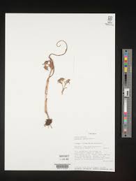 Image result for Cyanotis lanata