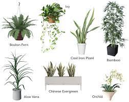 23 of the best bathroom plants that will bring your home to life. Bathroom Plant Ideas Victoriaplum Com
