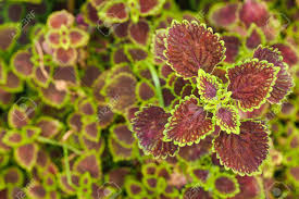 Ornamental Fence Flame Nettle Coleus Atropurpurrus Has Dark Purple Leaves Suitable For Planting Gardens Planted As Ground Cover Plants Add Moisture To The Soil And Make The Flower Garden Stock Photo Picture