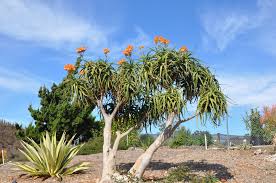 Image result for Aloidendron tongaense