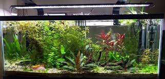 Image result for Rytigynia lewisii