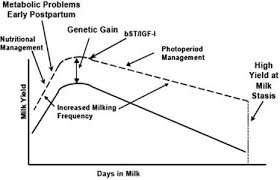 modified dry periods in dairy cattle implications for milk