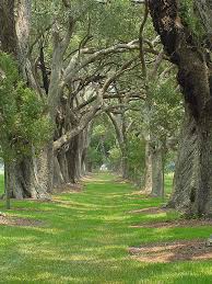 Avenue Of Oaks St Simons Is Ga