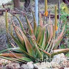 Image result for Aloe spicata