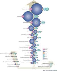 Diversity in the origins of proteostasis networks — a driver for protein  function in evolution | Nature Reviews Molecular Cell Biology