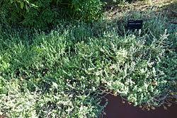 Image result for Helichrysum cymosum