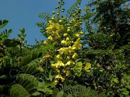 Image result for Caesalpinia decapetala