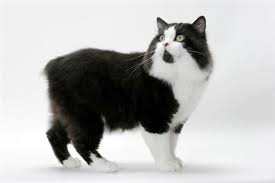 Learn more about albus today. From The Short Legged Munchkin To The Affectionate Ragdoll We Ve Rounded Up 11 Cat Breeds With Fun Cat Breeds Manx Cat Cat Facts