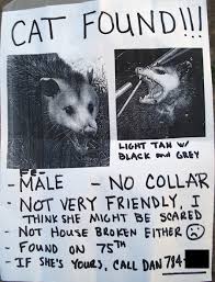 Check if your missing cat or dog has been found by someone lost and found french bulldog puppies. Cat Found Poster Shows One Mean Kitty My Ballard