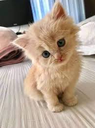 Pin On Animals