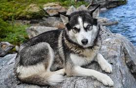 Dogs with a superior pedigree will cost even more. Siberian Husky Price Discover This Canine S Cost My Dog S Name