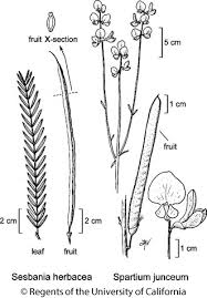 Image result for Spartium